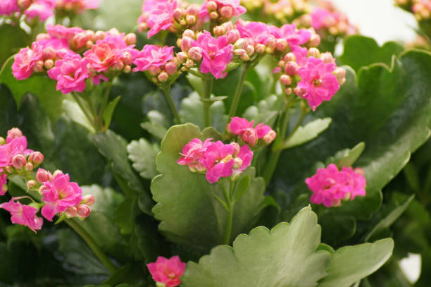 istock Flaming box Kalanchoe blossfeldiana in pot released on white background 1271148706