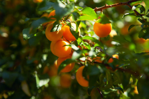 istock Cherry plum on the branch 1271148949