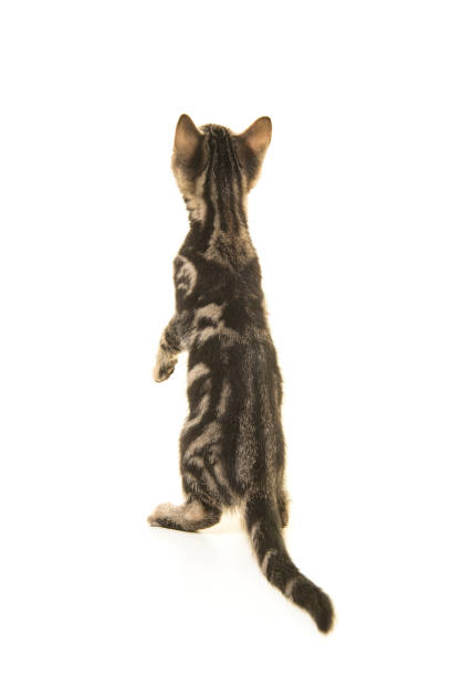 istock Tabby kitten seen on the back standing and looking up isolated on a white background 1271150477