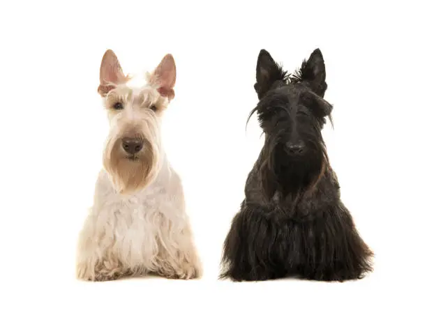 Black and white scottish terreir dog sitting next to each other seen from the front isolated on a white background