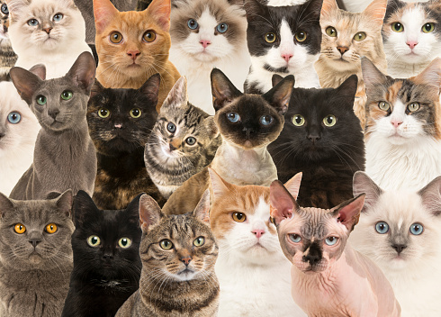 Full-frame image with cat portraits of various cat breeds