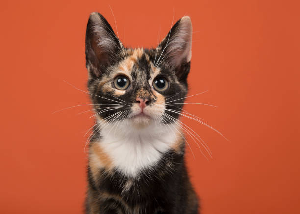 Portait of a tortoiseshell female cat looking up on a orange background Portait of a tortoiseshell female cat looking up on a orange background tortoiseshell cat stock pictures, royalty-free photos & images