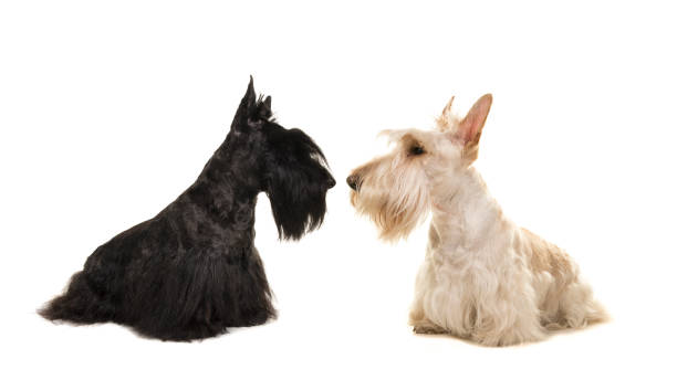istock White an black scottish terrier seen from the side sniffing out eachother on a white background 1271151598