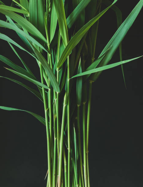 istock Norfolk reed grass abstract background 1271152187