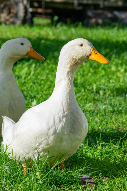 istock White ducks walking on green grass meadow 1271152260