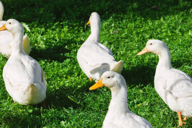 istock White ducks walking on green grass meadow 1271152283