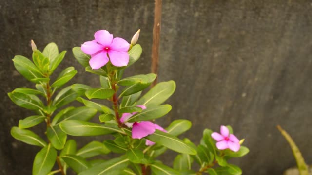 Pink Periwinkle flower  in soft sunlight against stone wall.