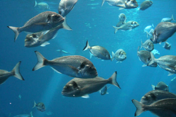 tuna fish swimming in ocean underwater known as bluefin tuna - stock photo, stock photograph, image picture stock photo