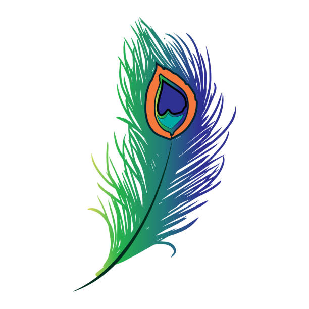 Peacock Plume Hand Drawing Colorful Feather Vector Illustration Stock  Illustration - Download Image Now - iStock