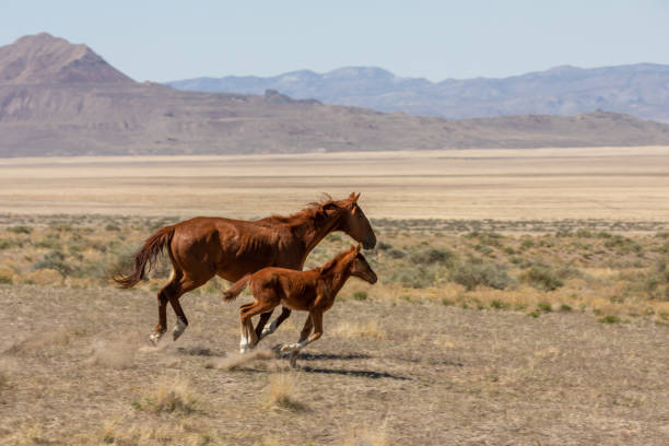 wild horse mare y foal en el desierto de utah - 5601 fotografías e imágenes de stock