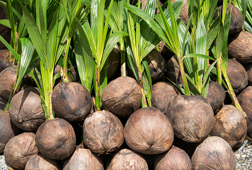 Sapling productos de coco están listos para la siembra en la granja de coco de Tailandia. photo