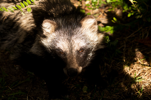 The raccoon dog (Nyctereutes procyonoides)