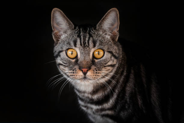 istock Beautiful tabby cat with yellow eyes on a black background 1271157872