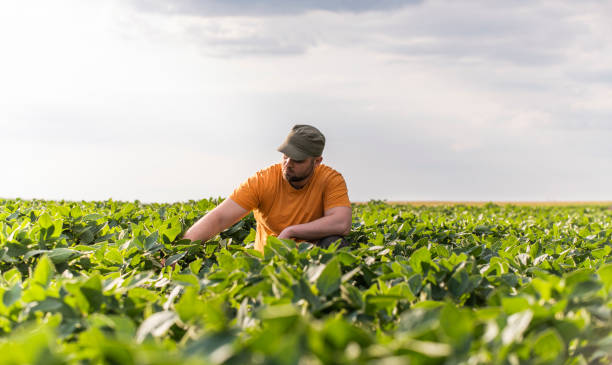 istock Farmer in soybean fields. Growth, outdoor. 1271158850