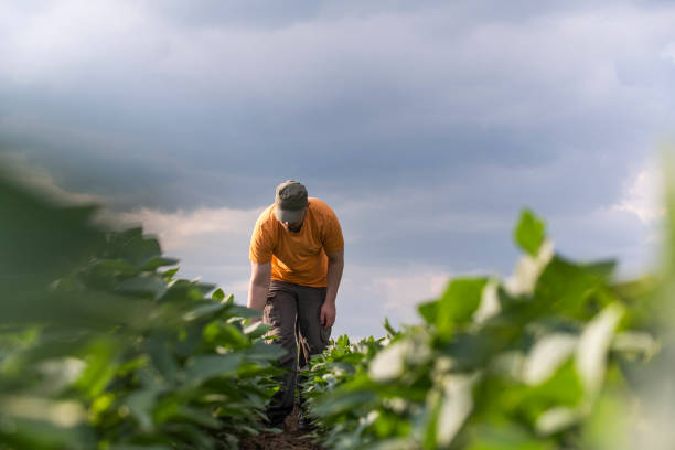 rolnik na polach soi. wzrost, na zewnątrz. - farm worker zdjęcia i obrazy z banku zdjęć