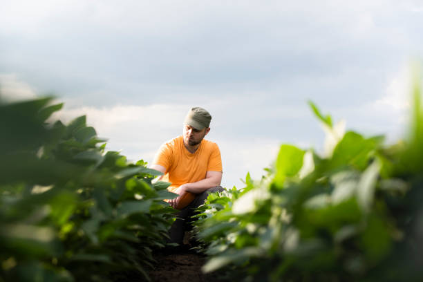 istock Farmer in soybean fields. Growth, outdoor. 1271158893