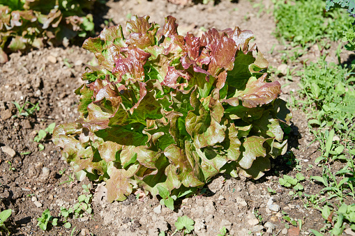 Cultivated lettuce plant.