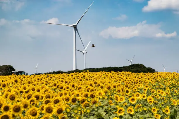 Photo of Wind turbines and sunflower fields in Choshi, Chiba Prefecture, Japan