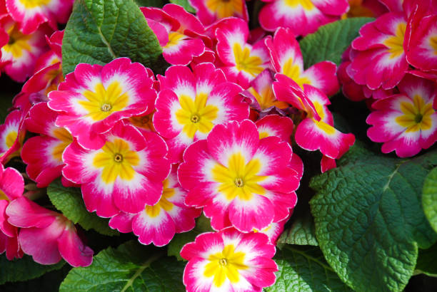 primrose primula vulgaris blossom. multicolor garden primula flowers - primrose imagens e fotografias de stock