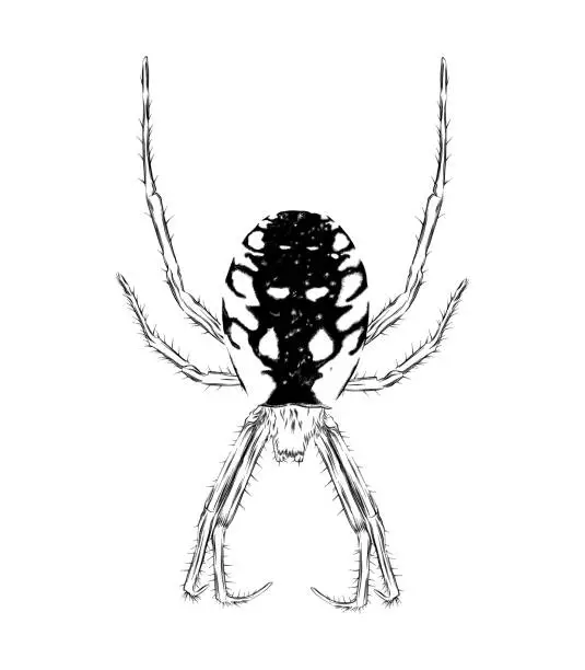 Vector illustration of Yellow Garden Spider Pen and Ink Drawing. EPS10 Vector Illustration