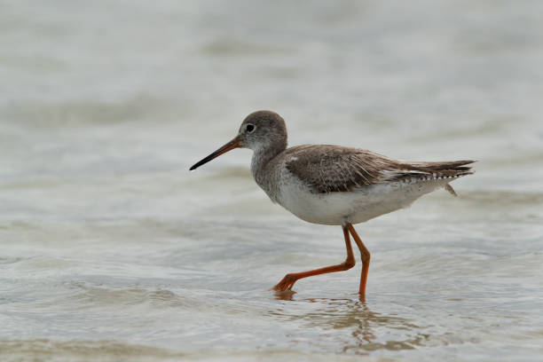 istock Redshank moving in water, Bahrain 1271160502