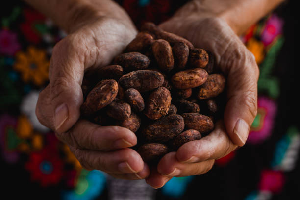 los granos de cacao se acercan a las manos indígenas - chocolate beans fotografías e imágenes de stock