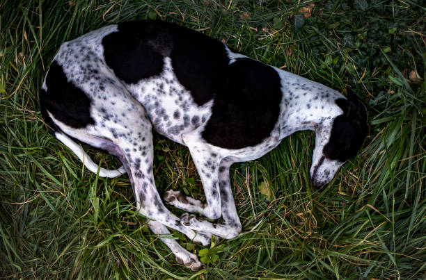 Greyhound is resting on green grass in the garden. View from above.
