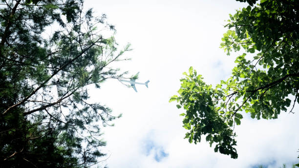 istock Leaf background with airplane in the sky 1271161430