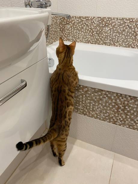 istock Domestic Bengal cat in the bathroom 1271163031