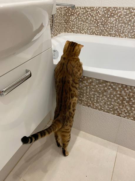 istock Domestic Bengal cat in the bathroom 1271163066