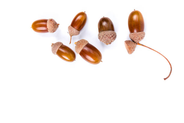 istock Ripe acorns isolated on  white background, close-up 1271163753