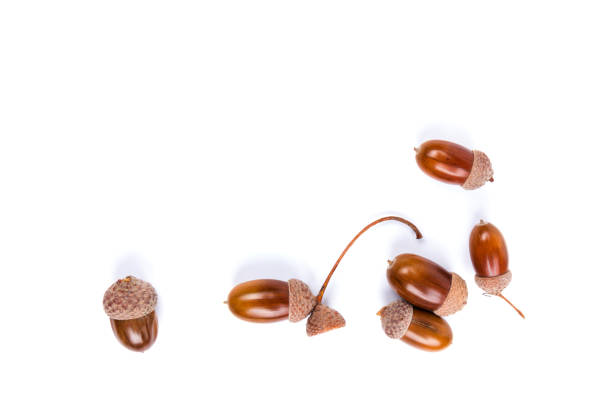 istock Ripe acorns isolated on  white background, close-up 1271163755