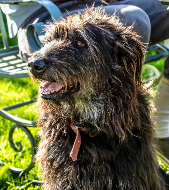 istock Farm Dog Close-Up. 1271164071