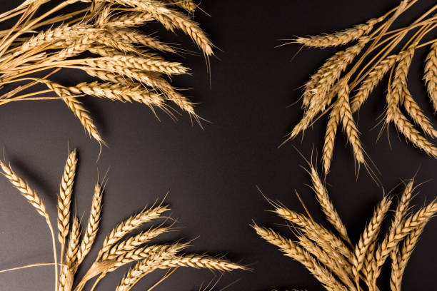 istock Spikelets of golden wheat,  isolated on black background 1271164165