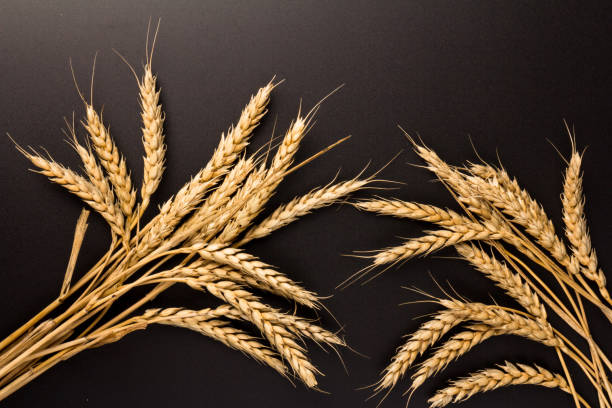 istock Spikelets of golden wheat,  isolated on black background 1271164169