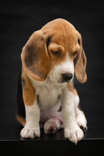 istock Beagle Puppy Dog Isolated On Black Background in Studio 1271164187