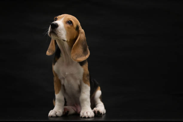 istock Beagle Puppy Dog Isolated On Black Background 1271164210
