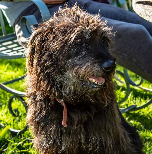 istock Farm Dog Close-Up. 1271164970