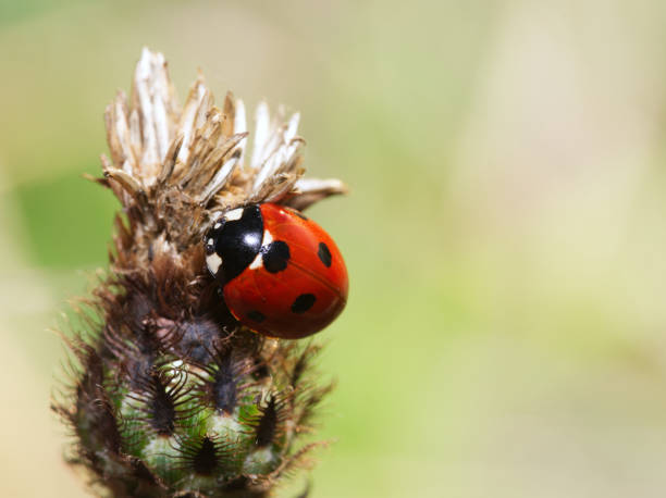 istock close up of ladybird in macro 1271165241