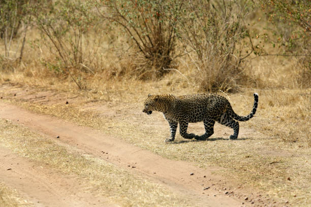 istock Leopardin its habitat, Masai Mara 1271166031