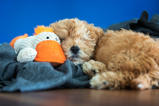 A Cavapoo puppy napping with his favourite stuff toy.