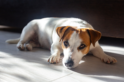 Beautiful dog Jack Russell Terrier lies on  floor on his stomach, stretches his legs forward, looks at the camera, bask in sun. Purebred animal. Brown eyes, black nose. Day Dog. Pet day.
