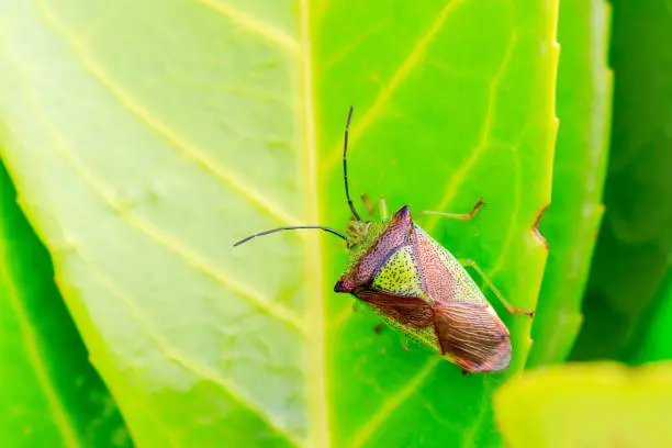 Close up on a Hawthorn Shieldbug on a laurel leaf