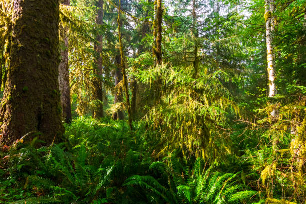 istock Moss hangs from trees in the Hoh Rain Forest in Olympic National Park 1271167674