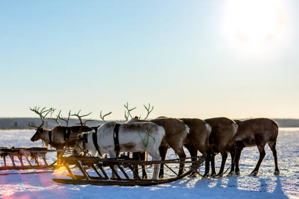 istock a herd of deer 1271167938