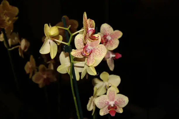 A fake plastic orchid in front of a mirror"n