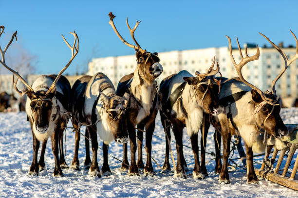 istock a herd of deer 1271168133