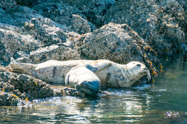 hafenrobbe mit welpen an der küste der san juan inseln - puget sund stock-fotos und bilder