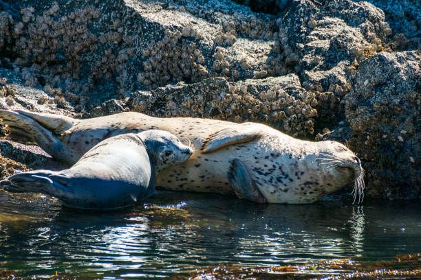 hafenrobbe mit welpen an der küste der san juan inseln - puget sund stock-fotos und bilder