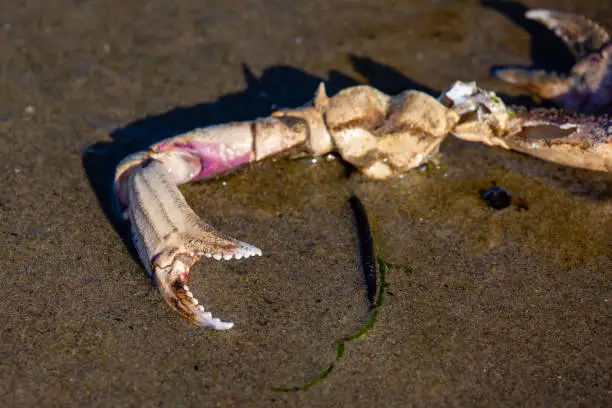 Photo of Part of a dead crab on the beach next to the pacific ocean in Oregon